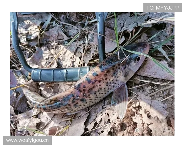 菲尔普斯早上吃的竟然是五条煎鱼？这生活是水里游出来的吗…